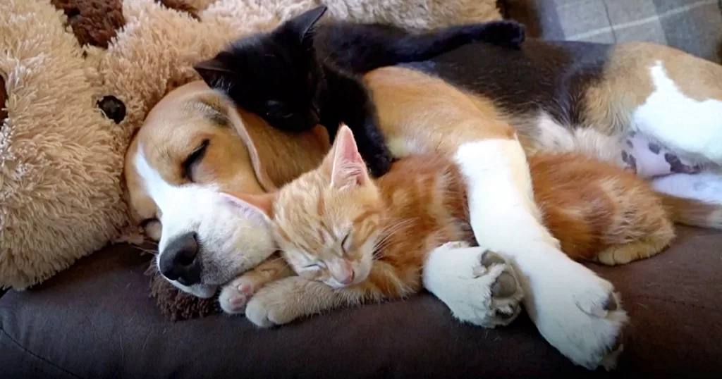 A Beagle’s Surprising Maternal Instincts Shine as She Raises Her Adopted Kittens